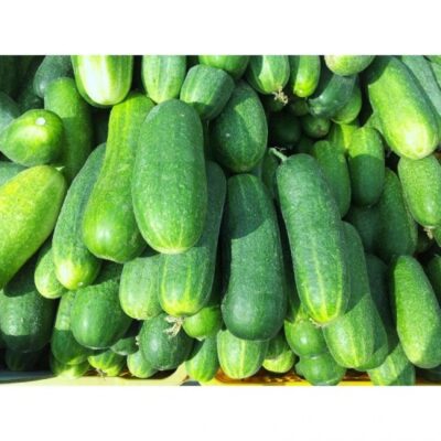 Sellomarket cucumber