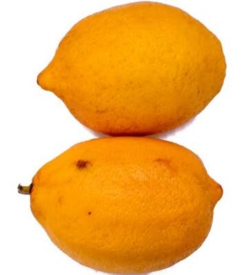 Fresh Lemon orange