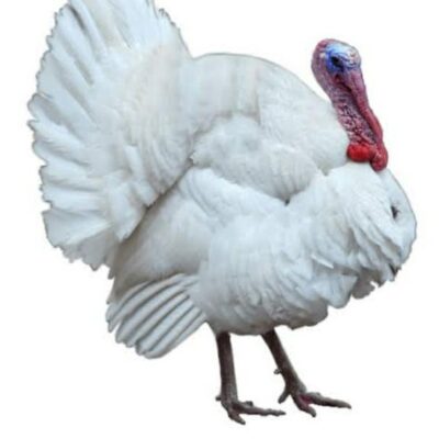 Live Turkey Sellomarket