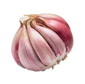 Garlic Local Species